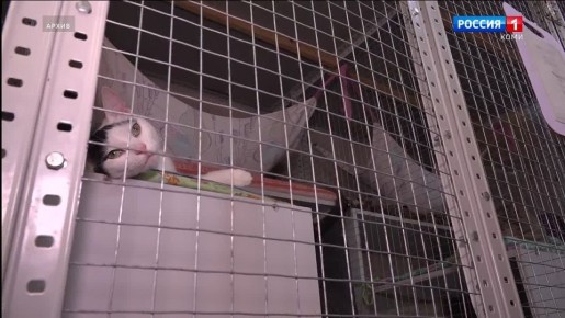 В Сыктывкаре пройдёт благотворительная акция «Лапки добра»