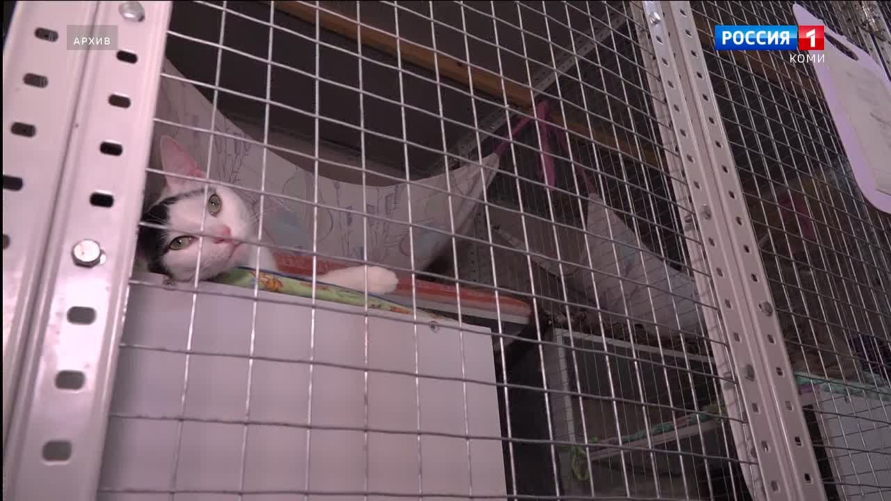 В Сыктывкаре пройдёт благотворительная акция «Лапки добра»