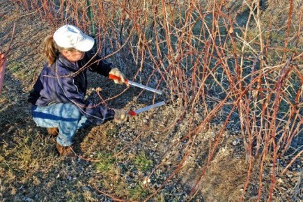 Как правильно обрезать ежевику осенью: советы для успешного урожая