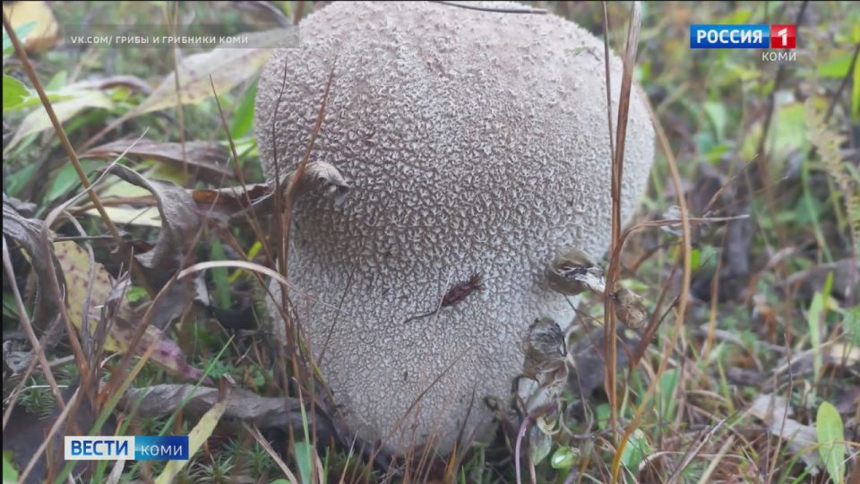 В Коми нашли «инопланетный гриб»