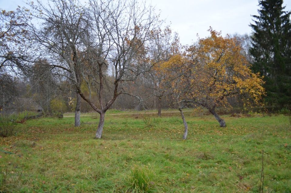 Как подготовить яблоню к зиме: советы садоводов