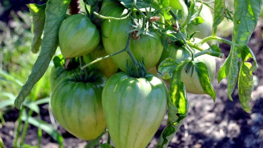 7 альтернатив для томата Бычье сердце: выбирайте идеальный сорт для своего огорода