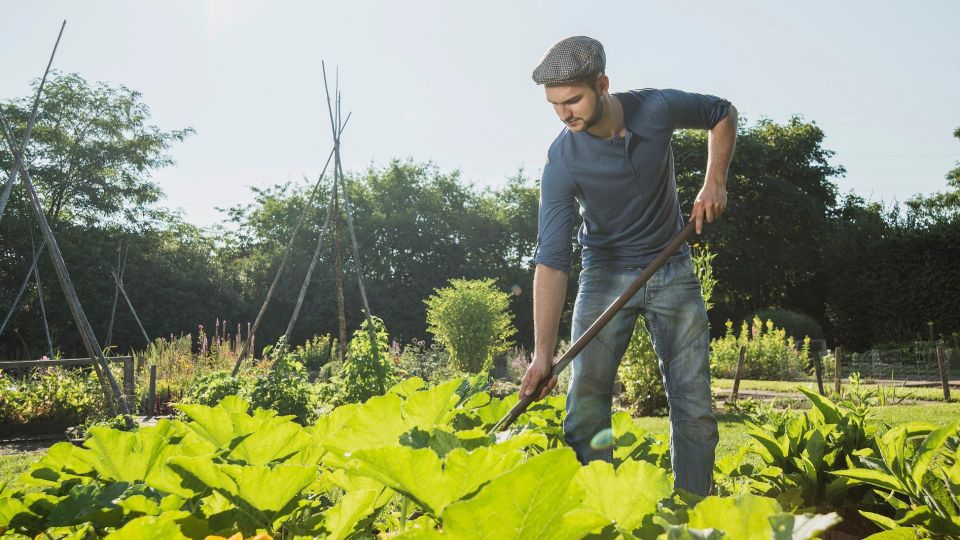 Внесите на пустые грядки эту подкормку сейчас: весной получите плодородный чернозем