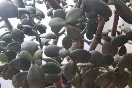 Место в доме, куда нужно поставить денежное дерево, чтобы принести в дом достаток: раскрываем секреты фен-шуй