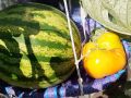 Арбузный август: результаты экспериментальной агрономии