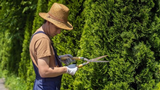 Как спасти пожелтевшую после зимы тую: есть только один выход