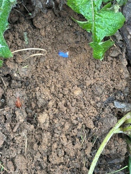 Житель Сыктывкара задержан за покушение на сбыт наркотиков в крупном размере Житель Сыктывкара задержан за покушение на сбыт наркотиков в крупном размере