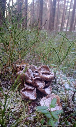 Максим Мартышин: Субботнее настроение от подписчиков