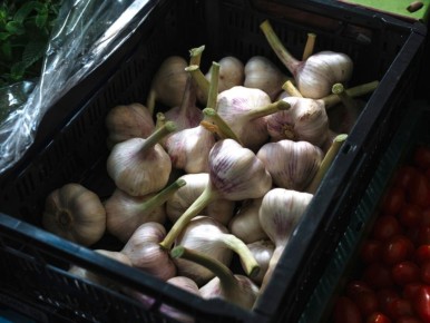 Что нужно знать для успешной осенней посадки чеснока