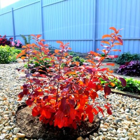 Осень в саду: яркие акценты и цветовая палитра волшебства