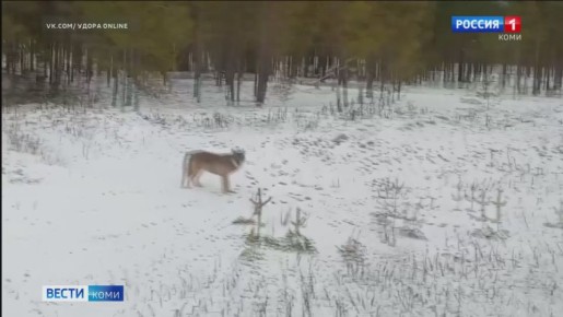 Какие новости и события обсуждают жители Коми в социальных сетях?