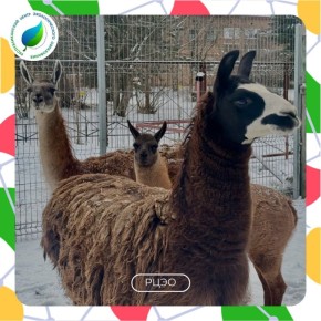 В сыктывкарском зоопарке в семье лам родился очаровательный малыш!