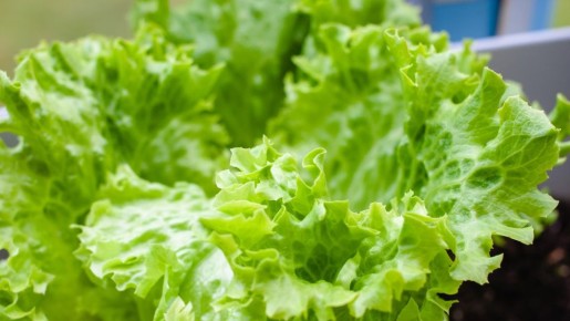 Вот почему не стоит выбрасывать горшки от магазинного салата: помогут сэкономить на покупке зелени