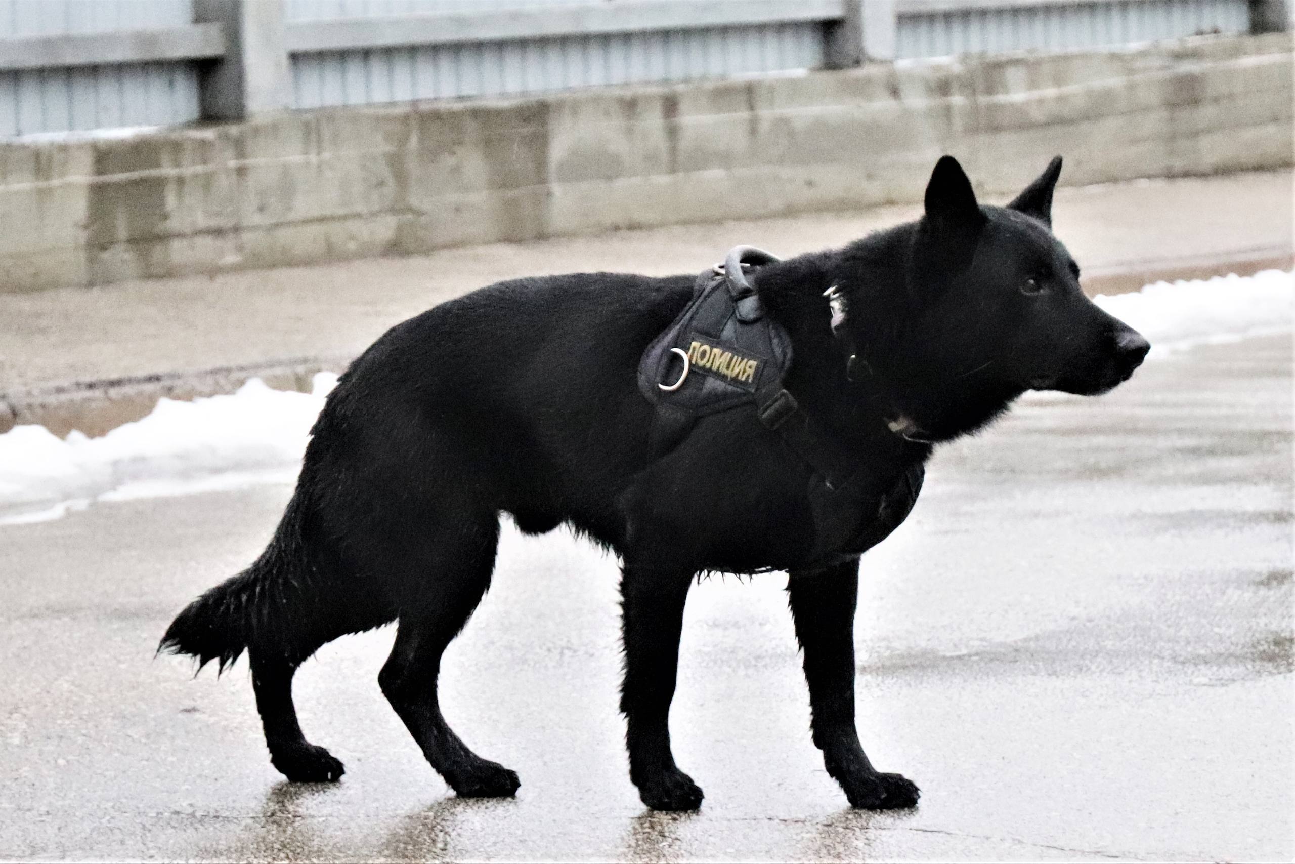 Сотрудники Центра кинологической службы МВД по Республике Коми провели экскурсию для сыктывкарских школьников Сотрудники Центра кинологической службы МВД по Республике Коми провели экскурсию для сыктывкарских школьников