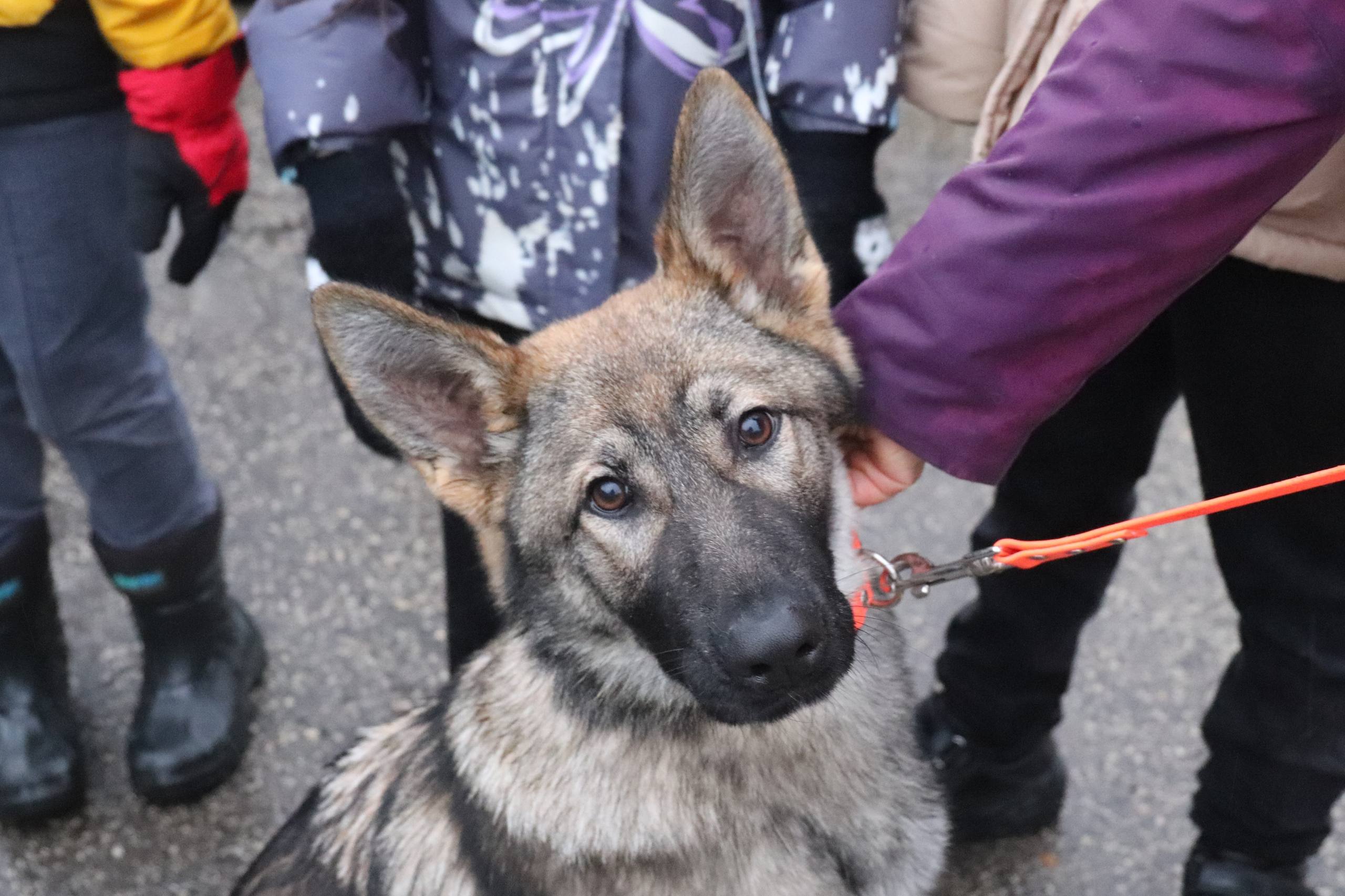 Сотрудники Центра кинологической службы МВД по Республике Коми провели экскурсию для сыктывкарских школьников Сотрудники Центра кинологической службы МВД по Республике Коми провели экскурсию для сыктывкарских школьников