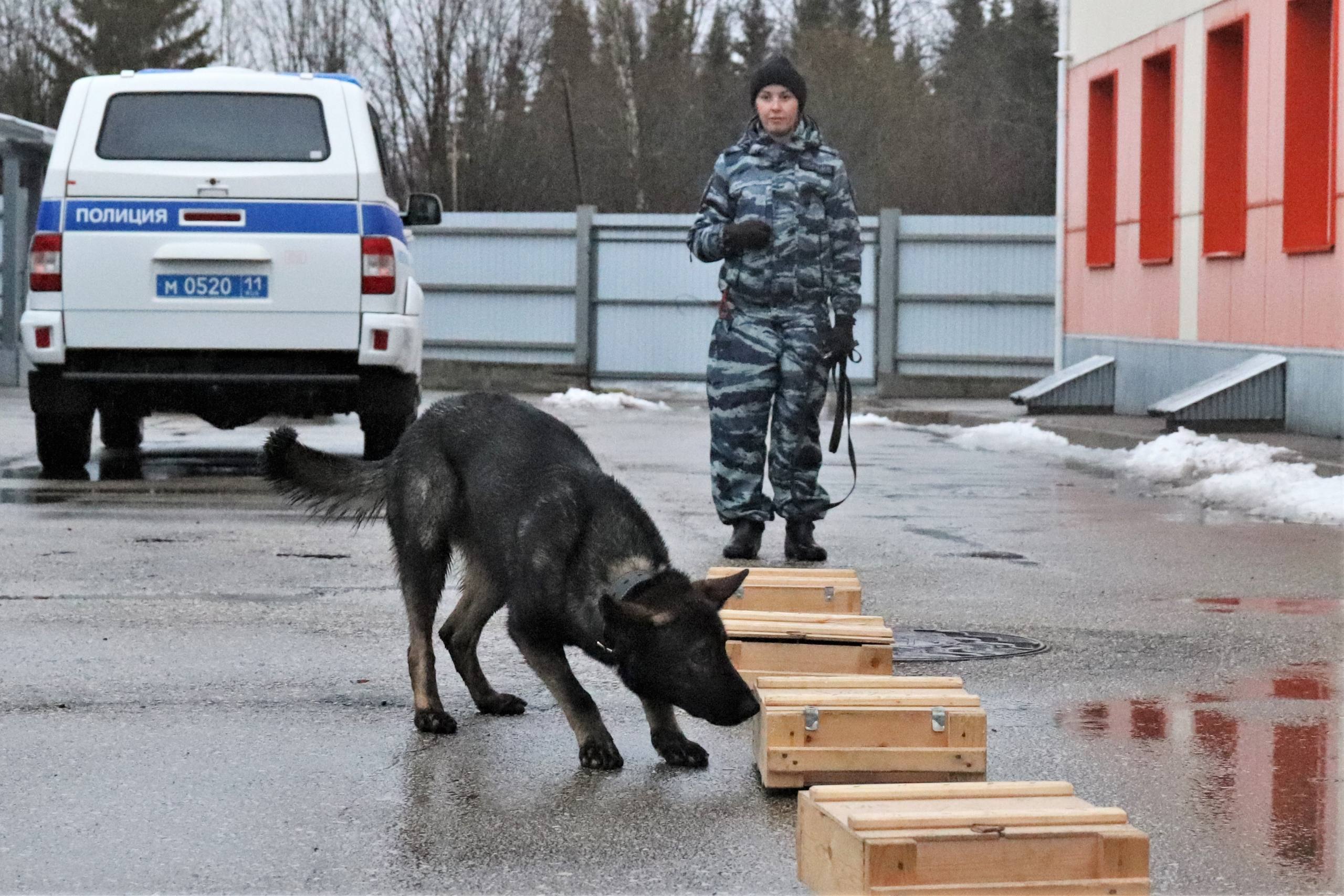 Сотрудники Центра кинологической службы МВД по Республике Коми провели экскурсию для сыктывкарских школьников Сотрудники Центра кинологической службы МВД по Республике Коми провели экскурсию для сыктывкарских школьников