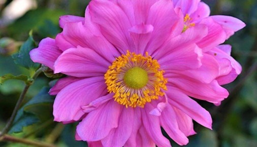 Живучие цветы для тенистых уголков сада