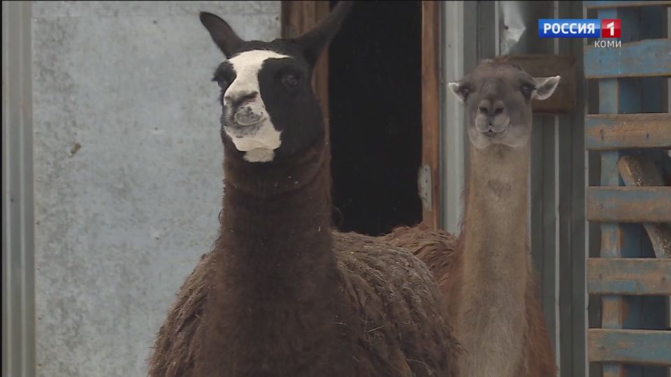 В зоопарке Центра экологического образования Республики Коми родился энергичный малыш-лама!