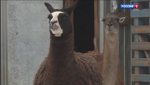 В зоопарке Центра экологического образования Республики Коми родился энергичный малыш-лама!
