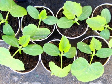 Успешный старт: как вырастить рассаду огурцов всего за три дня