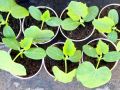 Успешный старт: как вырастить рассаду огурцов всего за три дня