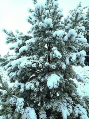 Максим Мартышин: Друзья! По сложившейся уже традиции, делитесь на выходных, в комментариях, фотографиями зимней природы и красивых видов Сыктывкара и окрестностей!