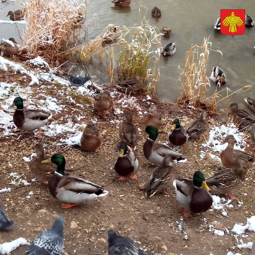 Поздняя осень в объективе Татьяны Штобе Поздняя осень в объективе Татьяны Штобе