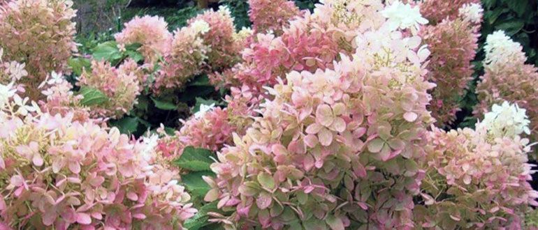 Как избежать распространенных ошибок при выращивании гортензий