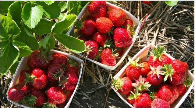 Как сохранить клубнику в зимний период: советы опытных садоводов