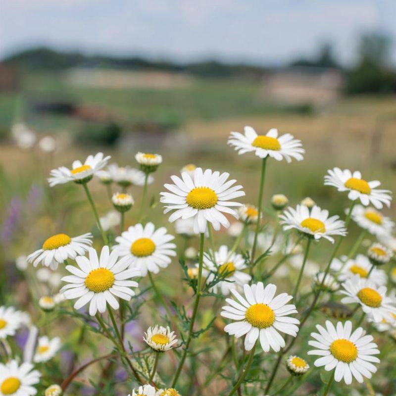 Выращивание лекарственных трав: как дача может стать вашей аптекой