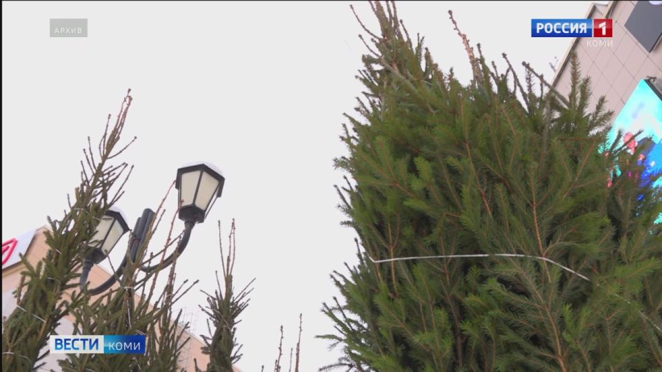 В Коми «подорожали» незаконно срубленные ели