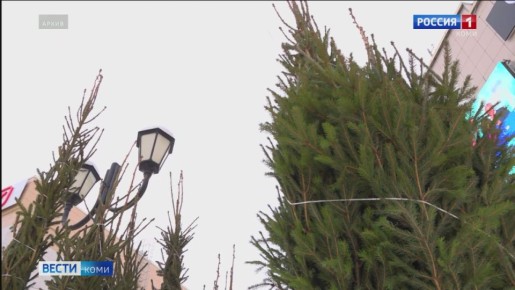 В Коми «подорожали» незаконно срубленные ели