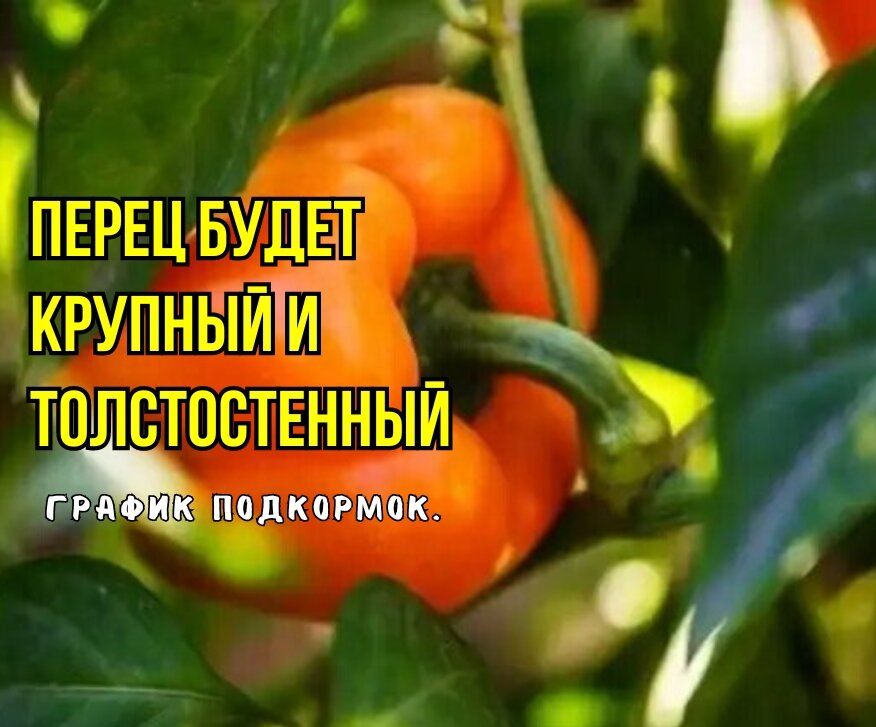 Как увеличить урожай перца: секреты подкормки на июль