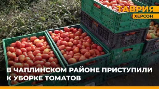В Чаплинском районе стартует уборка томатов