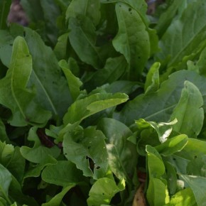 Почему огородники выбирают осенний посев щавеля