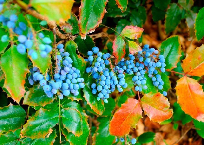 Эстетика магоний: как этот вечнозеленый кустарник преобразит ваш сад в любое время года