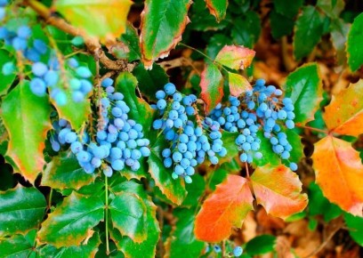 Эстетика магоний: как этот вечнозеленый кустарник преобразит ваш сад в любое время года