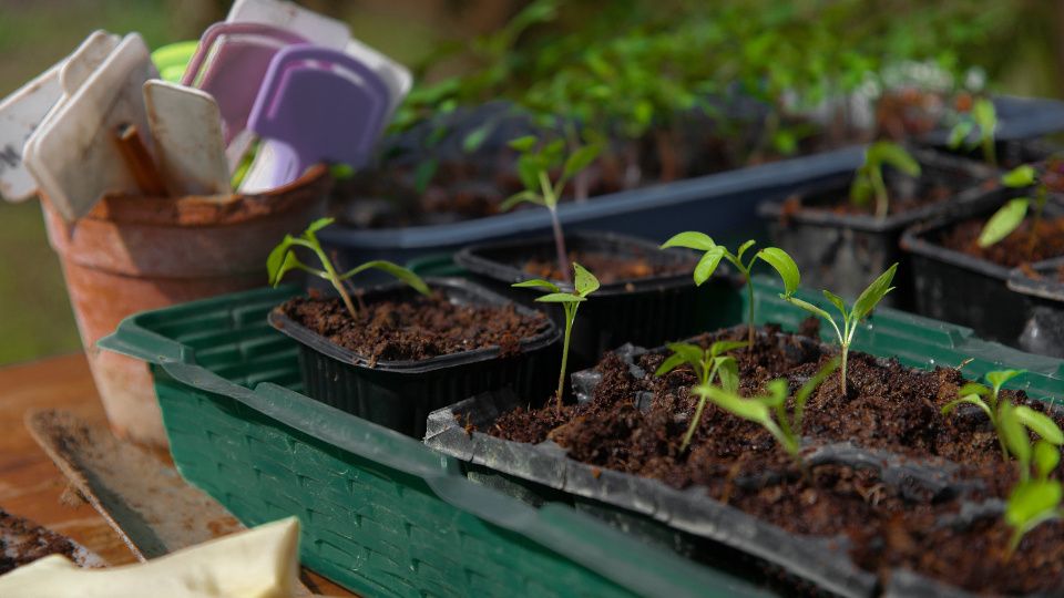 Когда пикировать перцы: выбрать оптимальные дни по лунному календарю