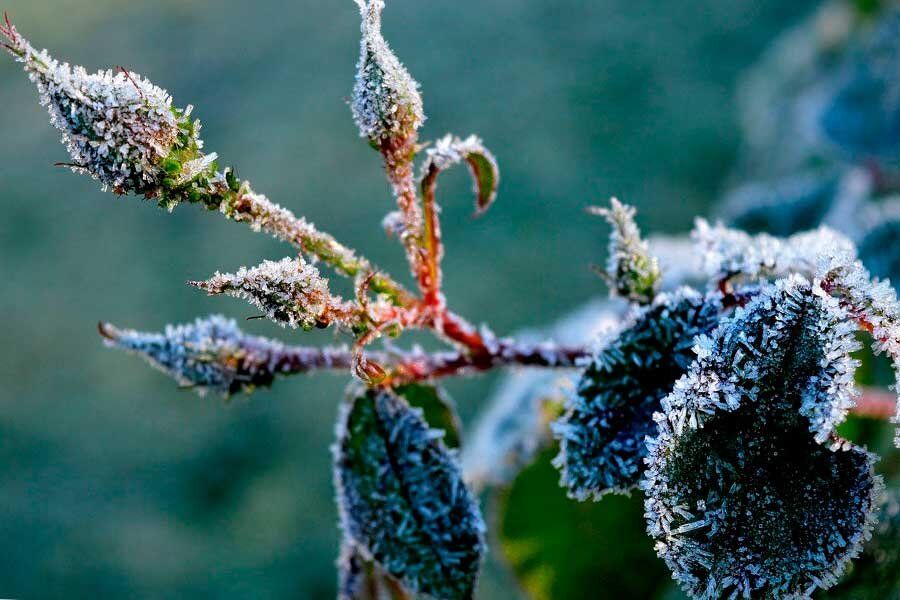 Как эффективно укрыть розы на зиму