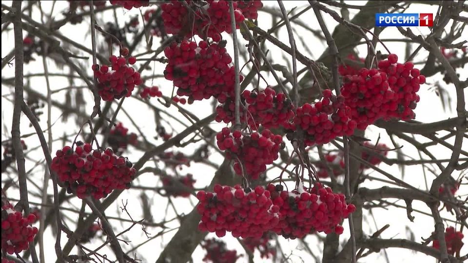 Прогноз синоптиков Коми на первую неделю декабря