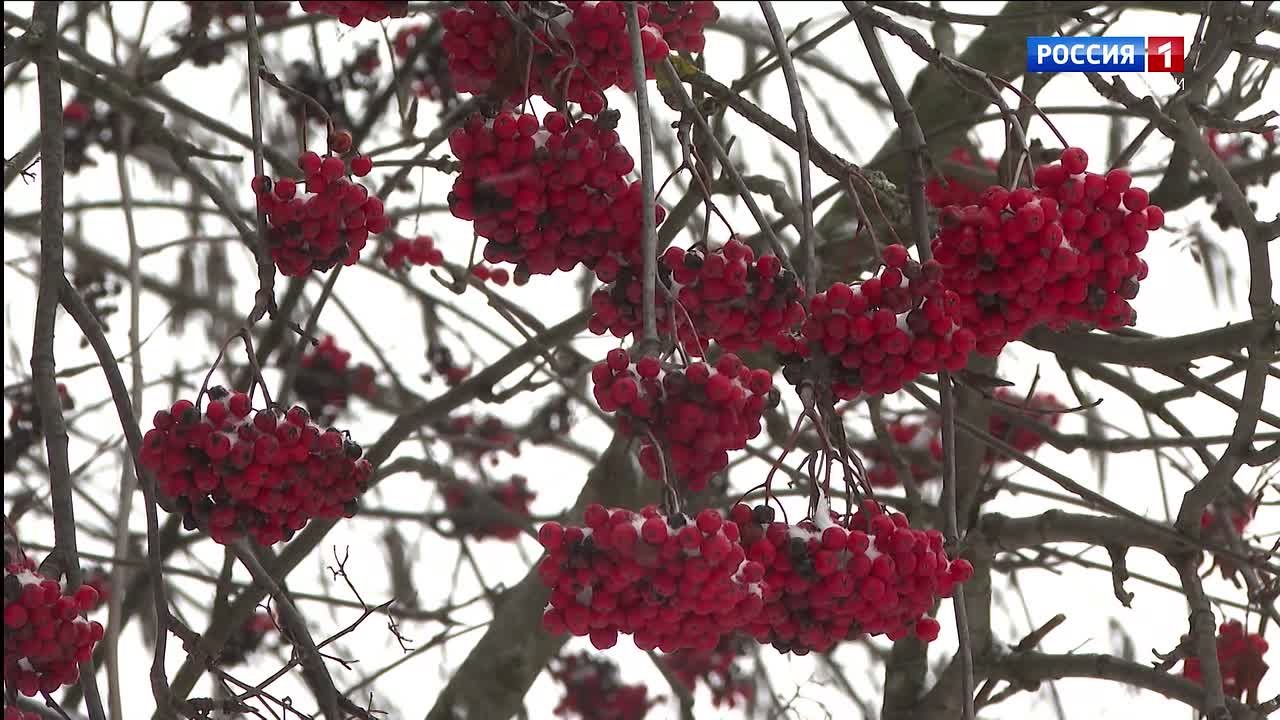 Прогноз синоптиков Коми на первую неделю декабря