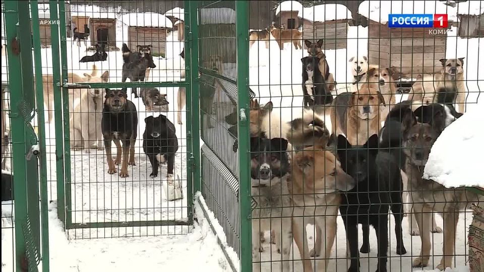 В России готовятся ввести обязательную регистрацию собак и кошек