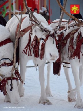 Начинаем день с милых фотографий из Воркуты!