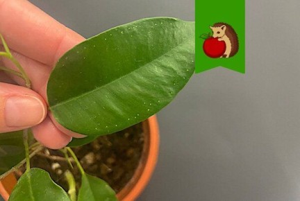 Белые точки на листьях фикуса: нормально ли это?