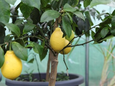 Гигантский лимон из Равды: удивительное растение привлекает внимание садоводов