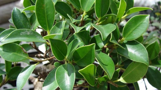 Фикус в вашем доме: как обрезка превращает его в настоящее произведение искусства