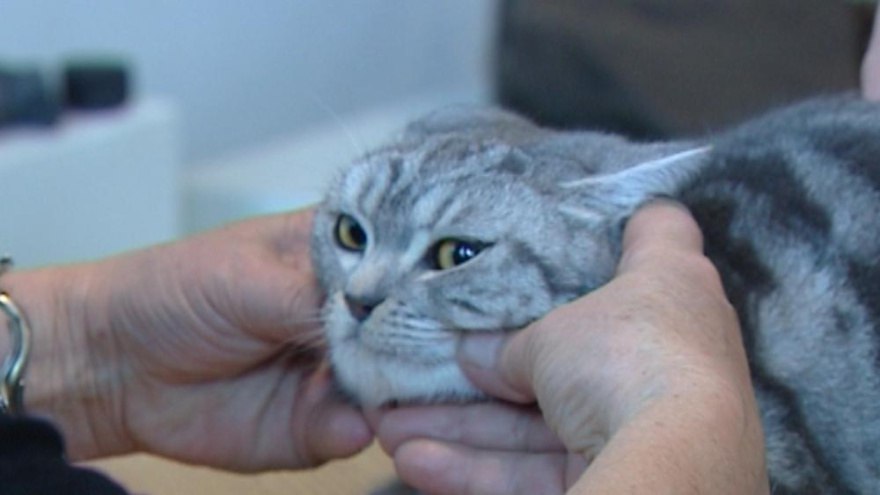 В период новогодних каникул на территории Коми будет организовано дежурство ветеринаров