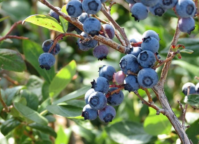 �������� ��������: ������ ��� ���������� ������