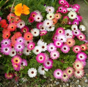 Хрустальная ромашка: новый тренд для вашего дачного пространства