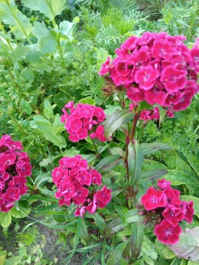 ������ ������: ��� ������� �������� ������������ ���������� ������� ��� ���������